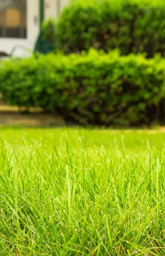 lawn-care-service-green-grass-jpg
